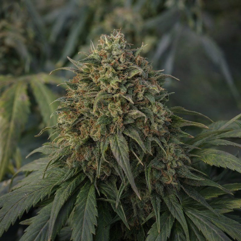 Outdoor macro photograph of the Platinum Bubba Kush Auto flower on a living plant