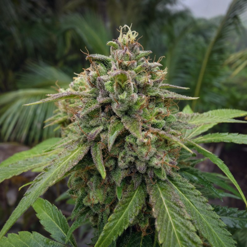 Outdoor macro photograph of the Platinum Purple Kush flower on a living plant