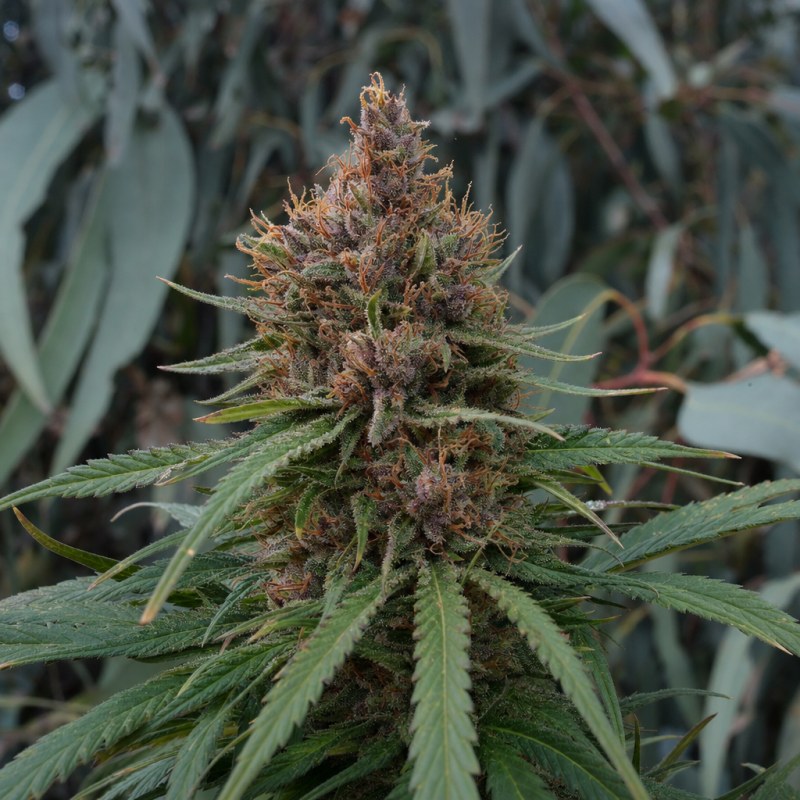 Outdoor macro photograph of the Cherry AK Auto flower on a living plant