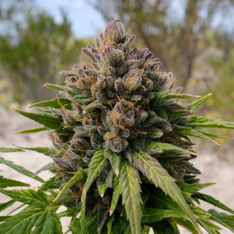 Outdoor macro photograph of the Purple Chemdawg flower on a living plant