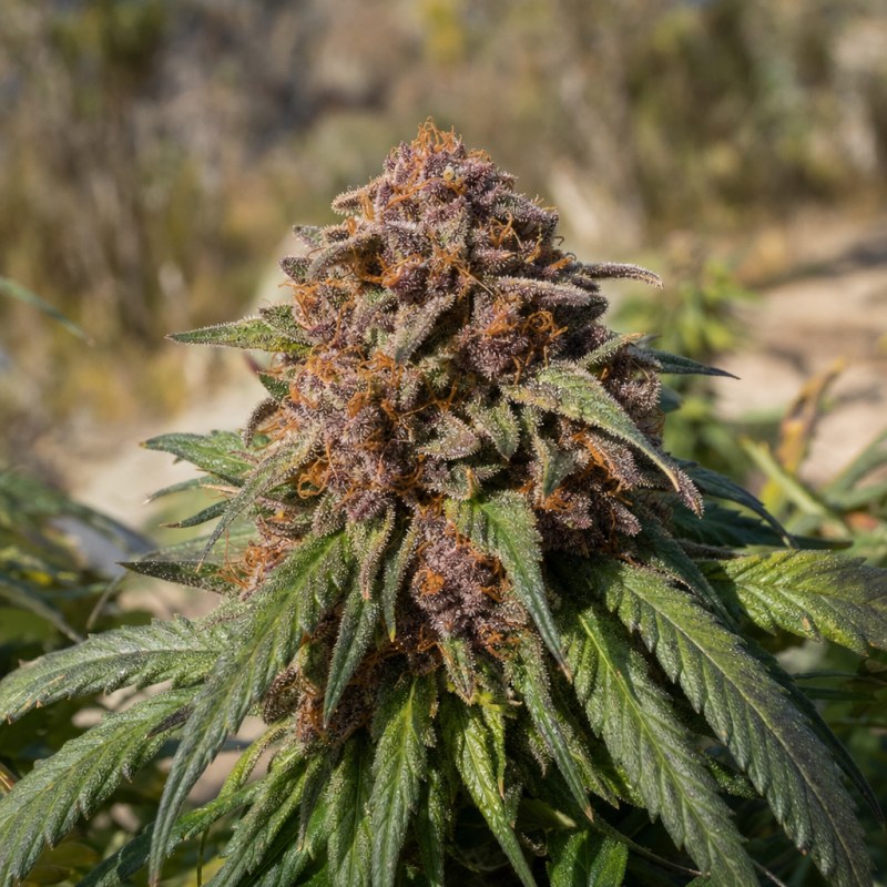Outdoor macro photograph of the Purple OG Kush flower on a living plant