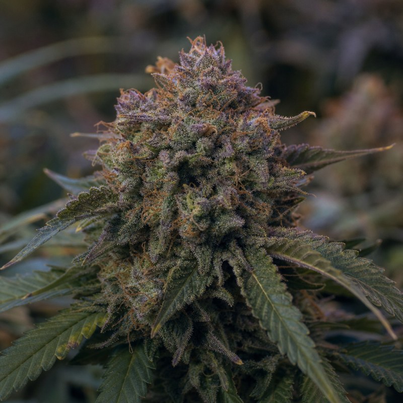 Outdoor macro photograph of the Purple Skunk flower on a living plant