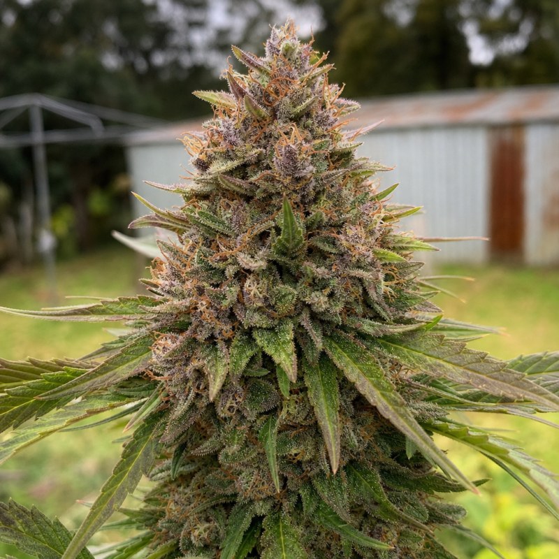 Outdoor macro photograph of the Querkle flower on a living plant