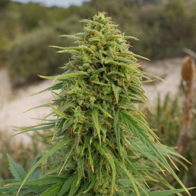 Outdoor macro photograph of the Super Silver Haze Auto flower on a living plant