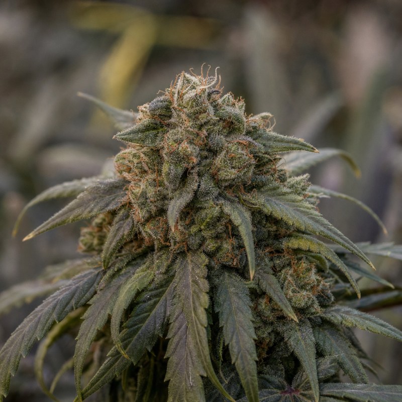 Outdoor macro photograph of the Hindu Kush Auto flower on a living plant