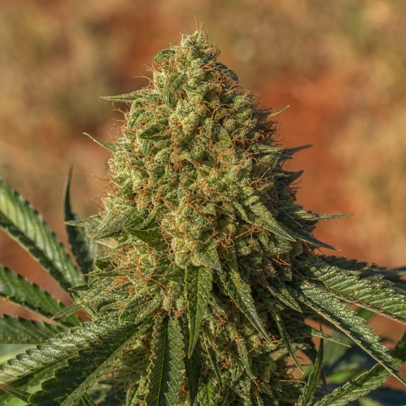 Outdoor macro photograph of the Satellite OG flower on a living plant