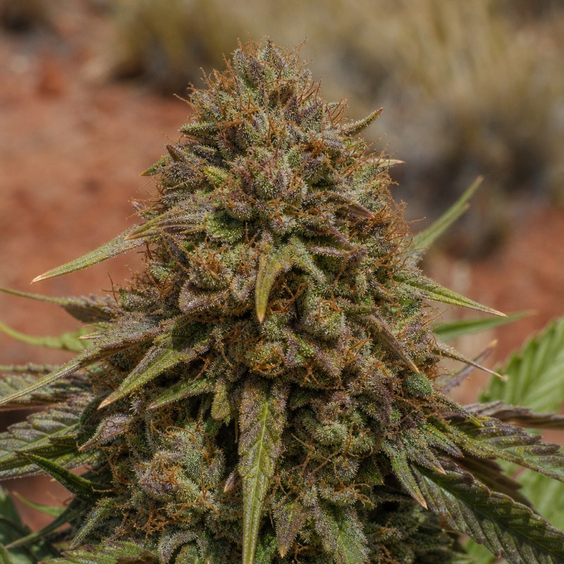 Outdoor macro photograph of the Silverfalls Kush flower on a living plant