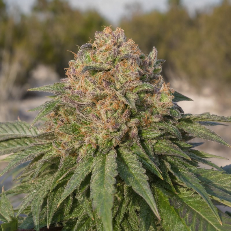 Outdoor macro photograph of the Grape Ape Auto flower on a living plant