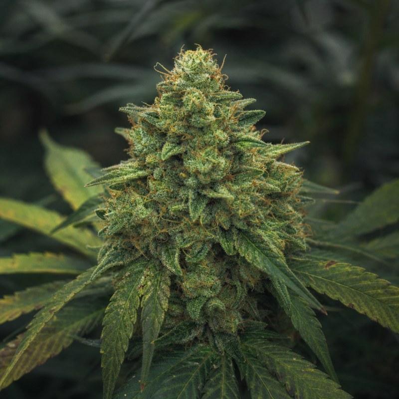 Outdoor macro photograph of the Timewreck flower on a living plant