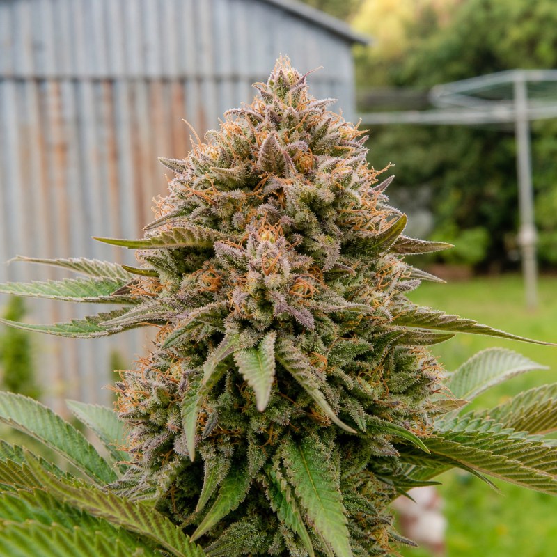 Outdoor macro photograph of the Triple Cheese flower on a living plant