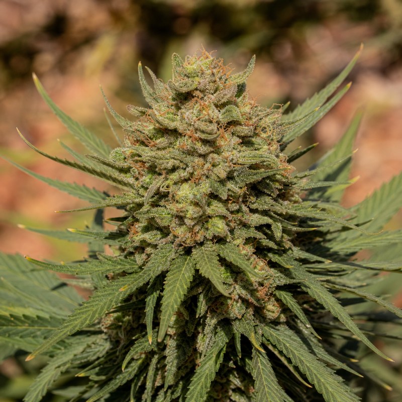 Outdoor macro photograph of the White Buffalo Auto flower on a living plant