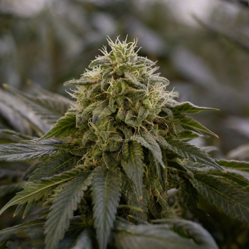 Outdoor macro photograph of the CBD Charlotte's Angel Auto flower on a living plant