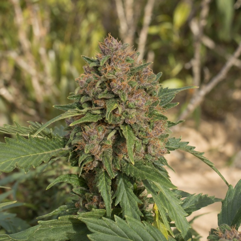 Outdoor macro photograph of the Critical Mass CBD Auto flower on a living plant