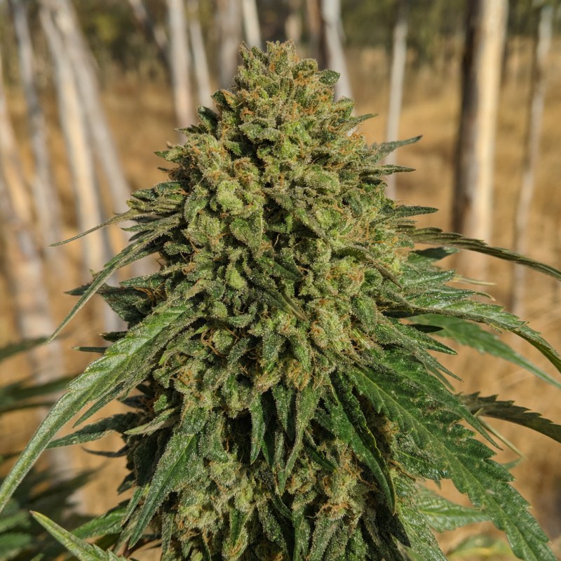 Outdoor macro photograph of the Grease Monkey flower on a living plant