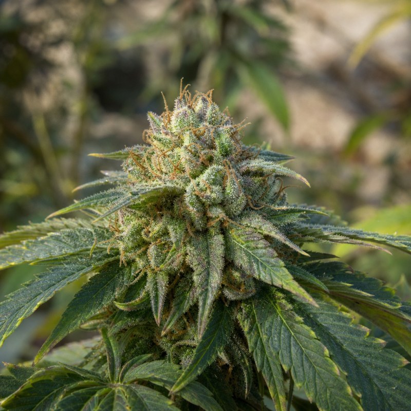 Outdoor macro photograph of the Aberdeen Auto flower on a living plant