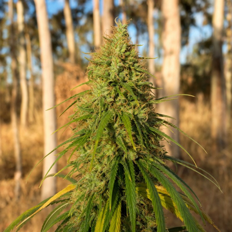 Outdoor macro photograph of the Amnesia Haze flower on a living plant
