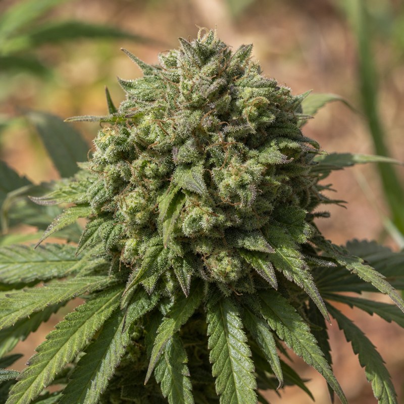 Outdoor macro photograph of the Afghan Big Bud Auto flower on a living plant