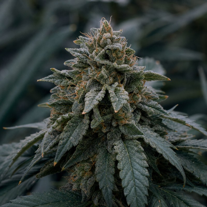 Outdoor macro photograph of the Alien Bubba Auto flower on a living plant