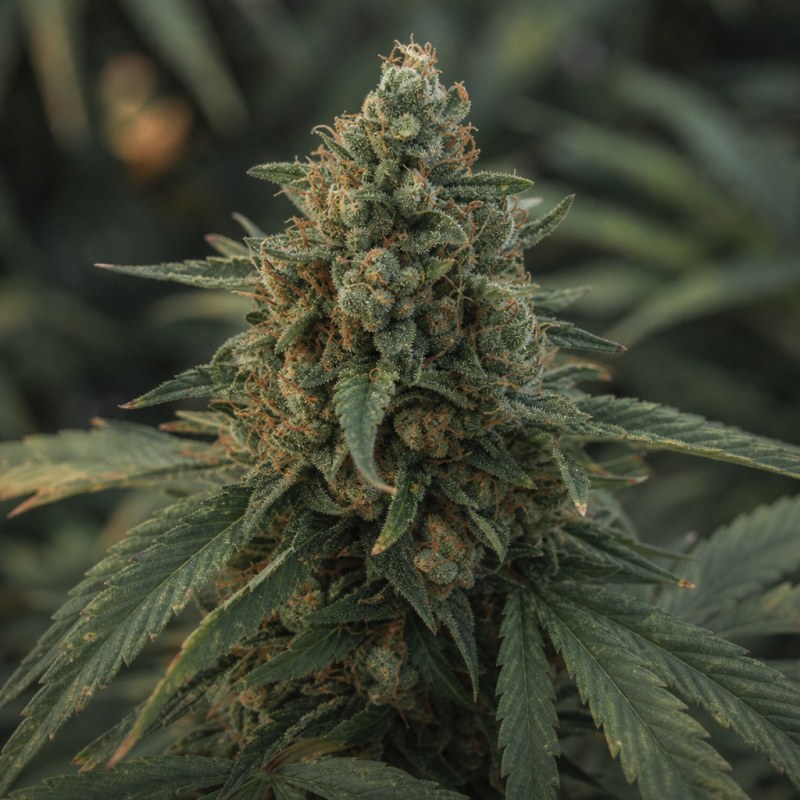 Outdoor macro photograph of the Alien Kush Auto flower on a living plant