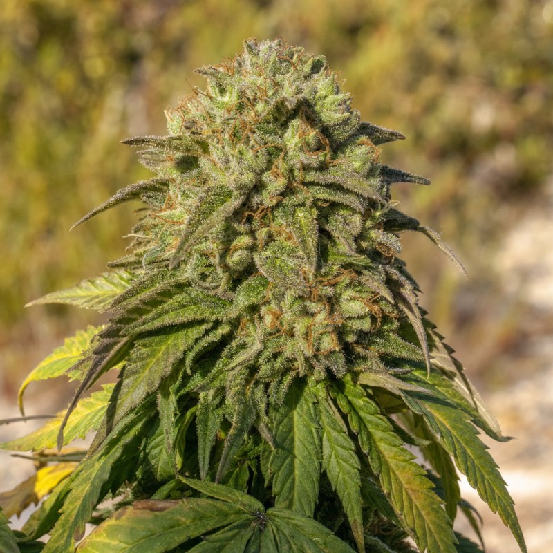 Outdoor macro photograph of the GMO Cookies flower on a living plant