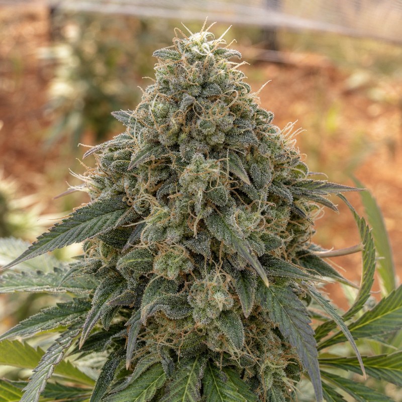 Outdoor macro photograph of the Ambrosia flower on a living plant