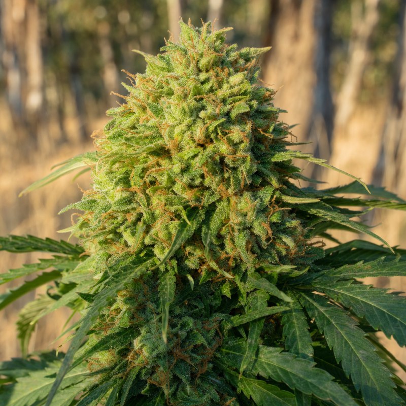 Outdoor macro photograph of the MAC 1 flower on a living plant