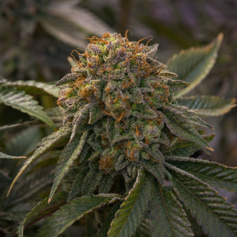 Outdoor macro photograph of the Sleepy Joe OG flower on a living plant