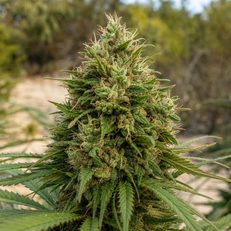 Outdoor macro photograph of the BCN Diesel CBD flower on a living plant