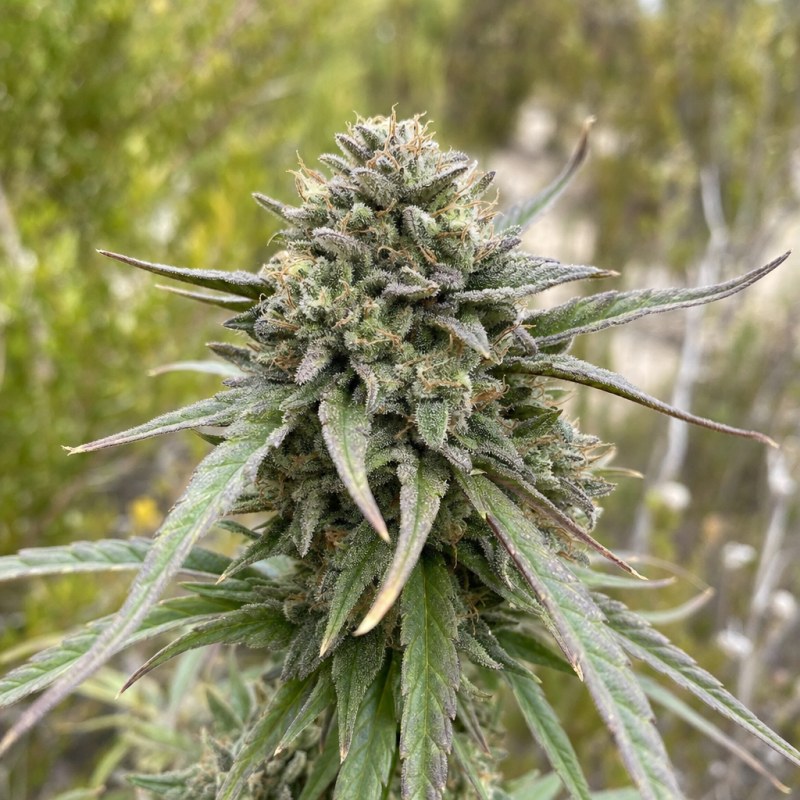 Outdoor macro photograph of the Fat Bastard flower on a living plant