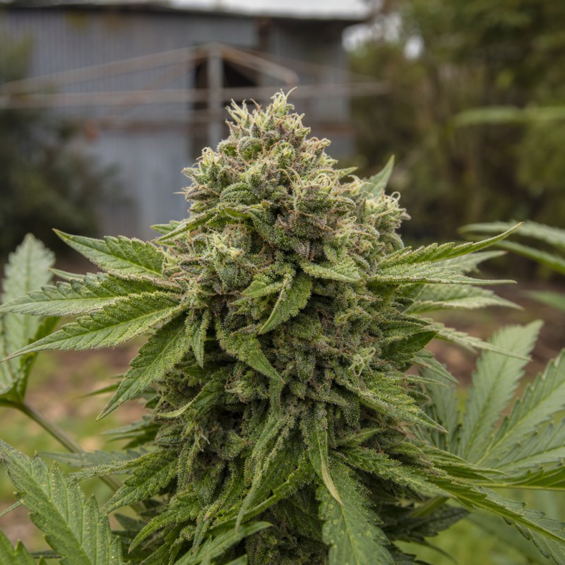 Outdoor macro photograph of the Big Band Auto flower on a living plant