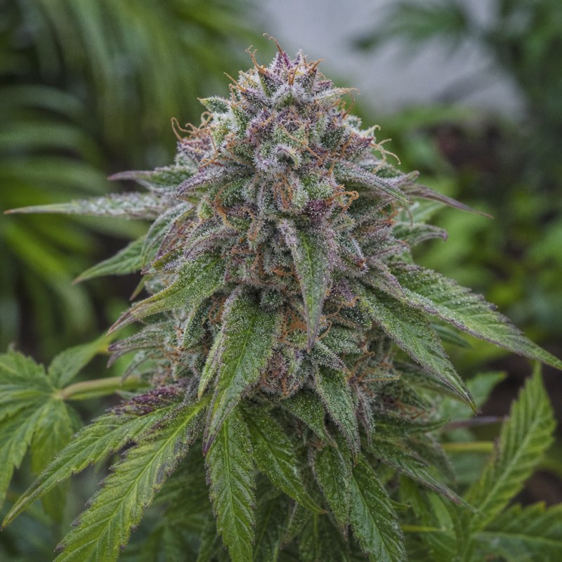 Outdoor macro photograph of the Black Mamba Auto flower on a living plant