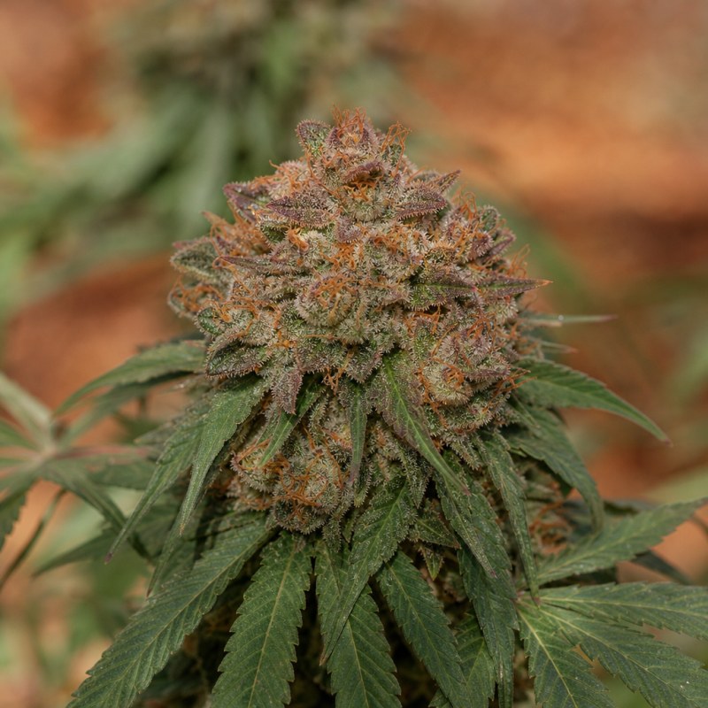Outdoor macro photograph of the Blue Galaxy Auto flower on a living plant