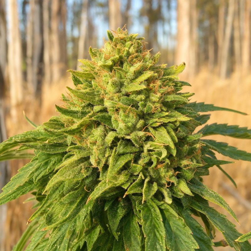 Outdoor macro photograph of the Purple Lemonade Auto flower on a living plant