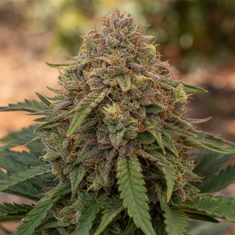Outdoor macro photograph of the Blueberry Kush Auto flower on a living plant