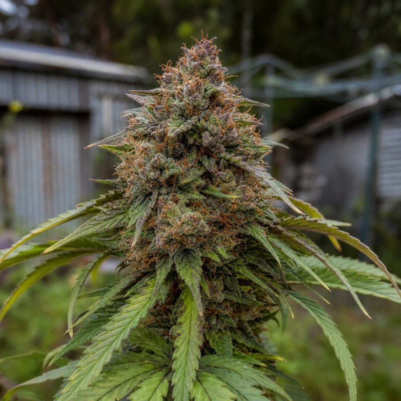 Outdoor macro photograph of the Blueberry Skunk flower on a living plant