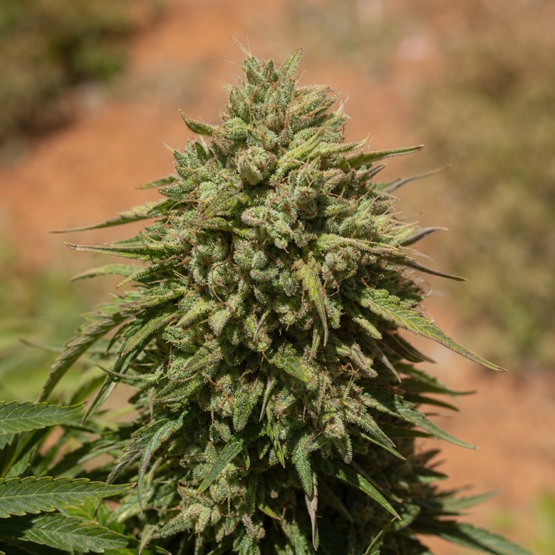 Outdoor macro photograph of the Cali Jack flower on a living plant
