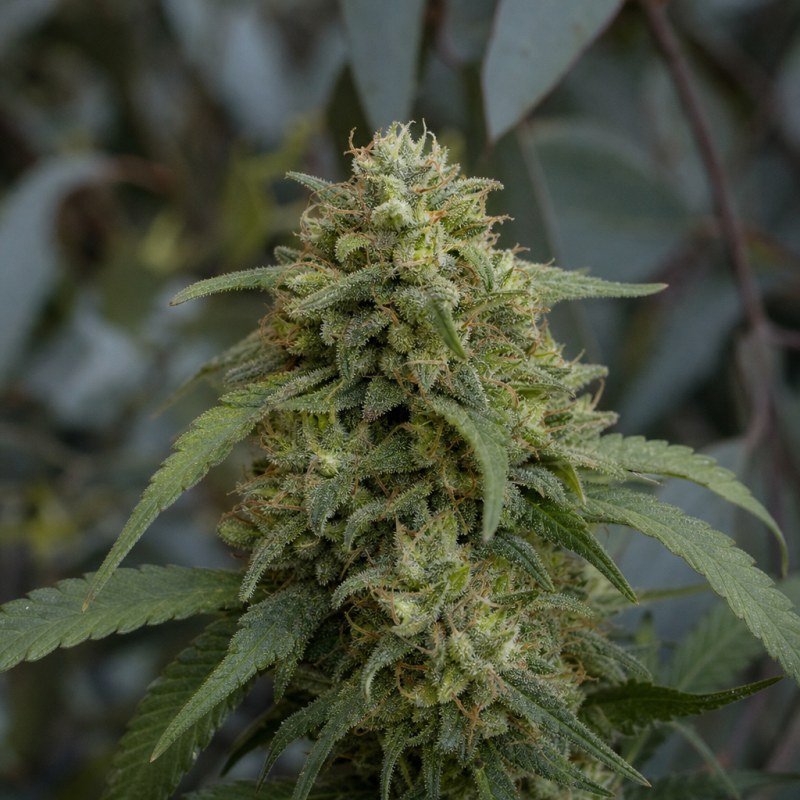 Outdoor macro photograph of the CBD Caramel flower on a living plant