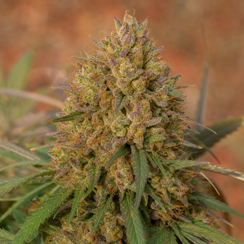 Outdoor macro photograph of the Cheeseburger flower on a living plant