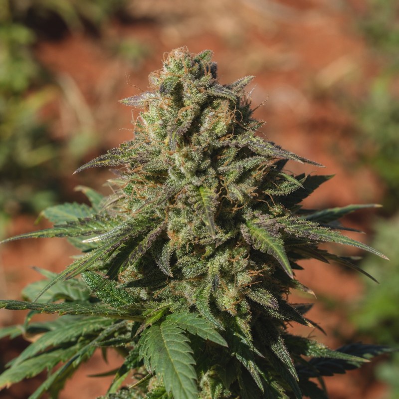 Outdoor macro photograph of the Chem 91 flower on a living plant