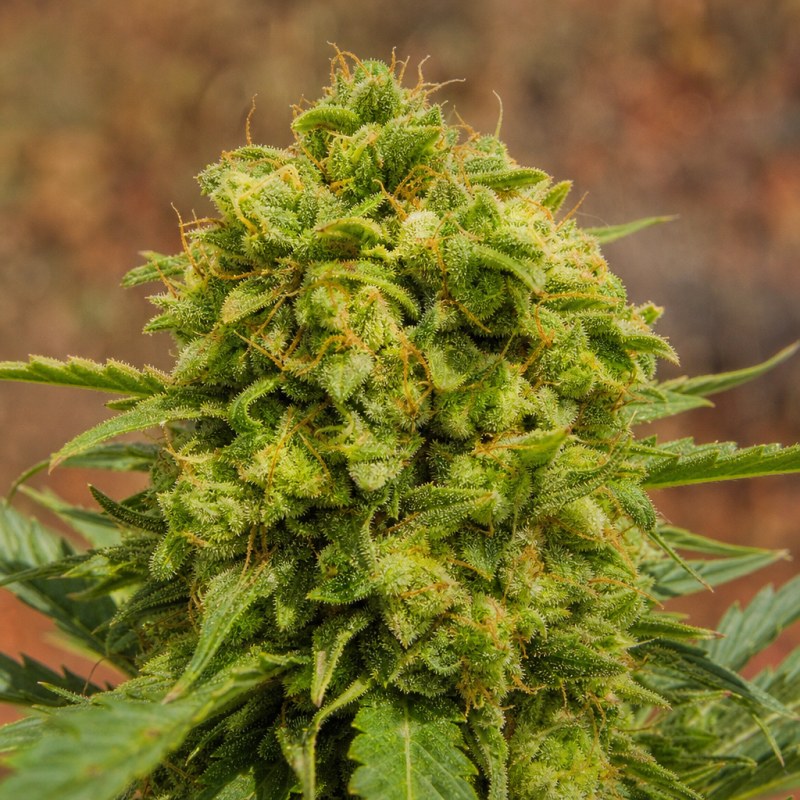 Outdoor macro photograph of the Chernobyl flower on a living plant