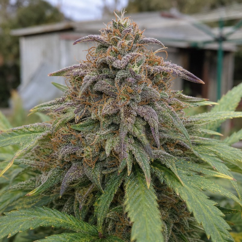 Outdoor macro photograph of the Cookies Gelato flower on a living plant