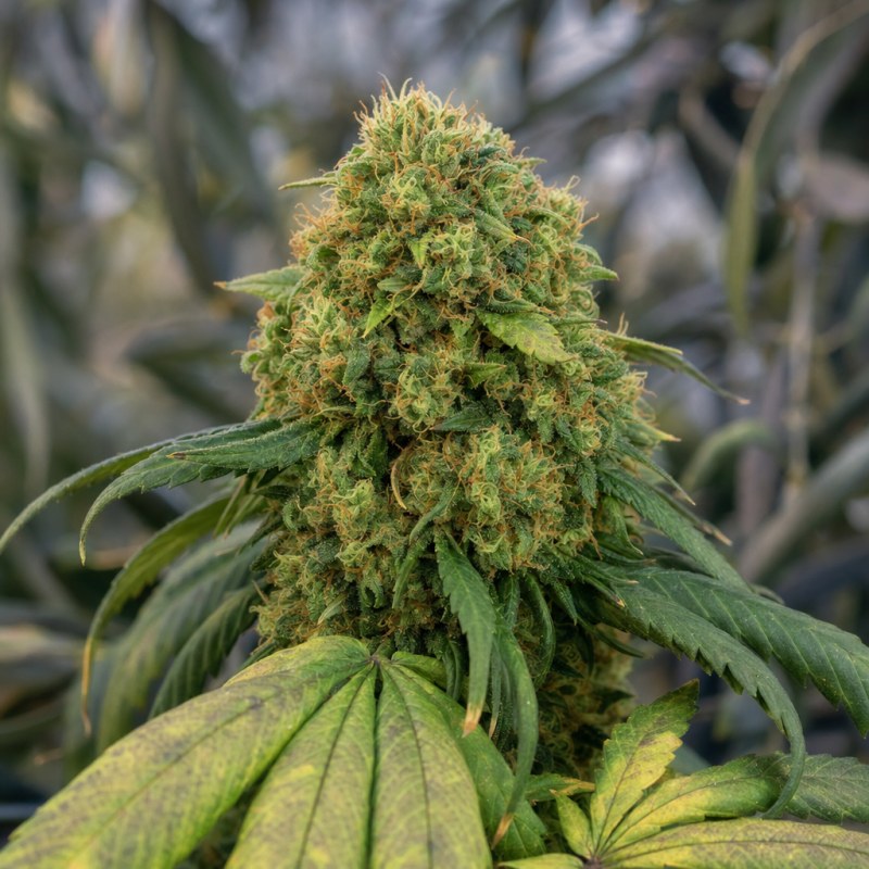 Outdoor macro photograph of the Outback OG flower on a living plant