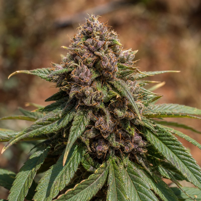 Outdoor macro photograph of the Darth Vader OG flower on a living plant