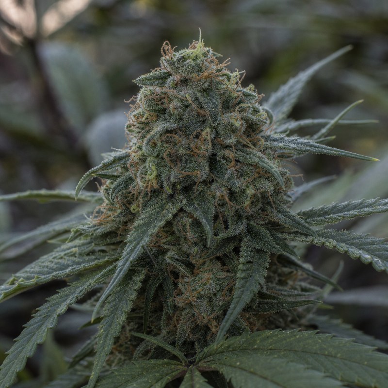 Outdoor macro photograph of the Death Star OG Auto flower on a living plant