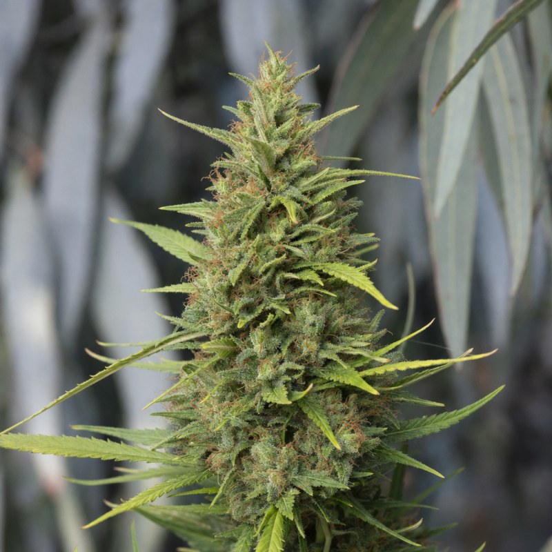 Outdoor macro photograph of the Alaskan Thunder Fuck flower on a living plant