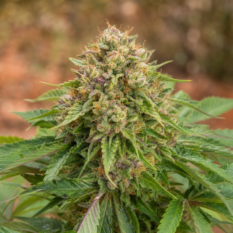 Outdoor macro photograph of the Fruity Widow Auto flower on a living plant
