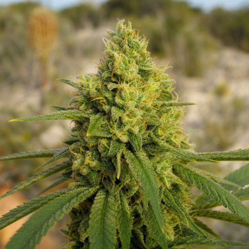 Outdoor macro photograph of the Galactic Jack flower on a living plant