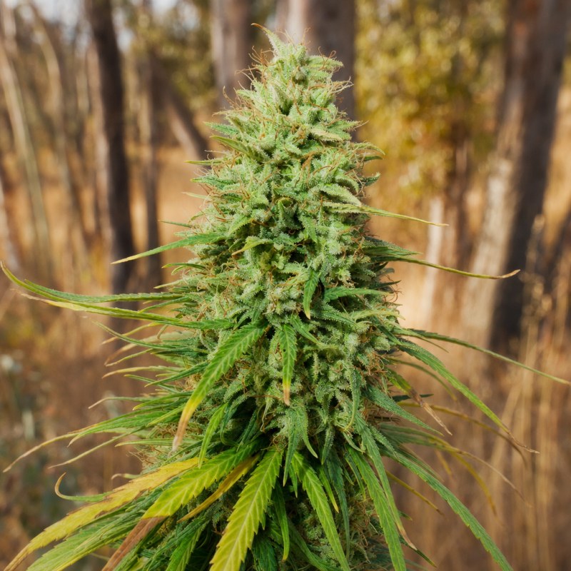 Outdoor macro photograph of the Tropicana Cookies flower on a living plant