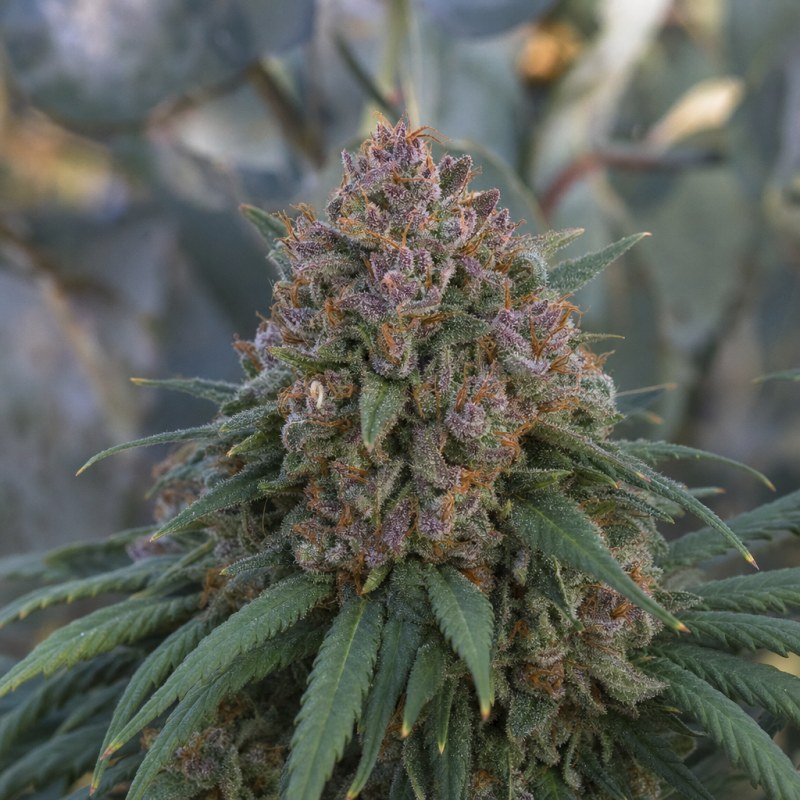 Outdoor macro photograph of the Cherry Pie Auto flower on a living plant