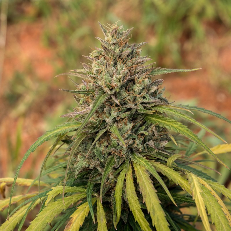 Outdoor macro photograph of the Colombian Gold Auto flower on a living plant